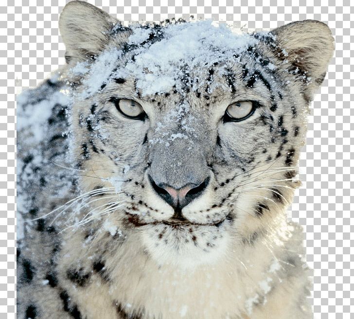 how to get apple snow leopard
